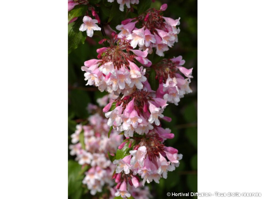 Buisson De Beauté 'Pink Cloud' - Kolkwitzia Amabilis 30-50 Cm En Pot - Floraison Rose Mai à Juillet