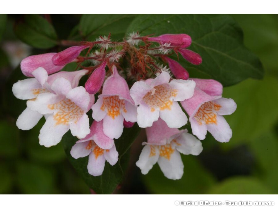 Kolkwitzia amabilis Pink Cloud | Buisson de beauté