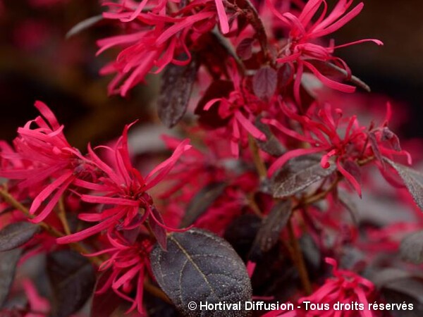 Loropetalum de Chine Black Pearl