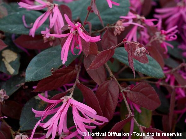 Loropetalum de Chine à feuilles rouges Fire Dance