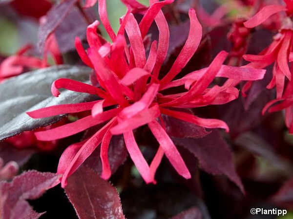 Loropetalum de Chine à feuilles rouges EVER RED®