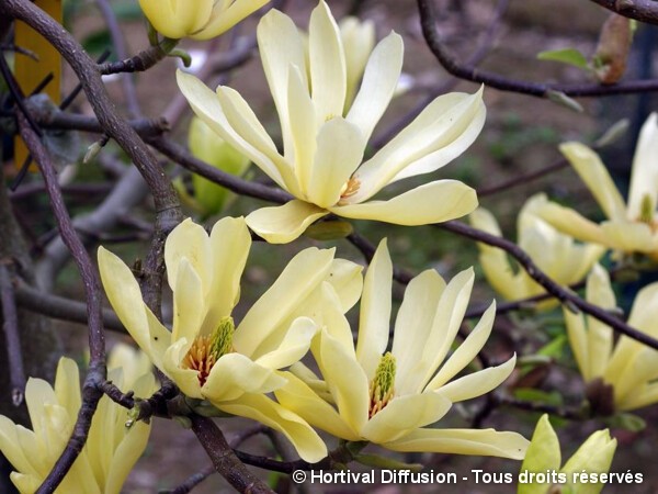 Magnolia Butterflies, Magnolier