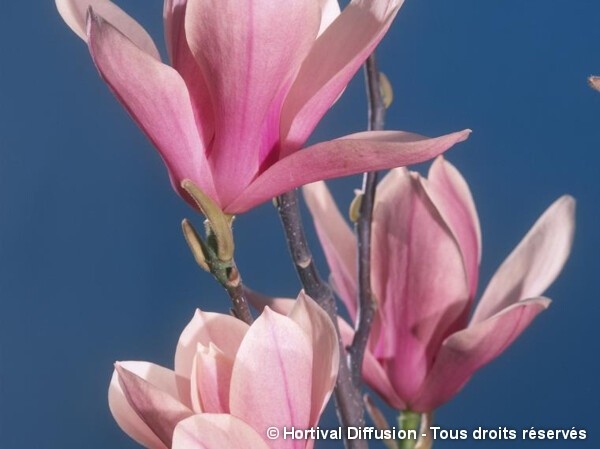 Magnolia Heaven Scent, Magnolier