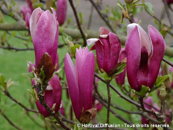 Magnolia pourpre Nigra, Magnolier