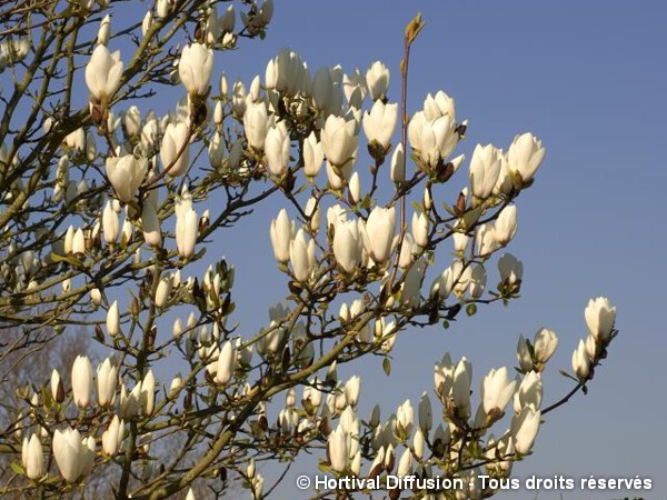 Magnolia Manchu Fan, Magnolier