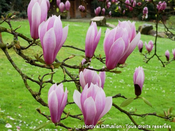 Magnolia de Soulange André Leroy, Magnolier