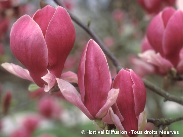 Magnolia de Soulange Rustica Rubra, Magnolier