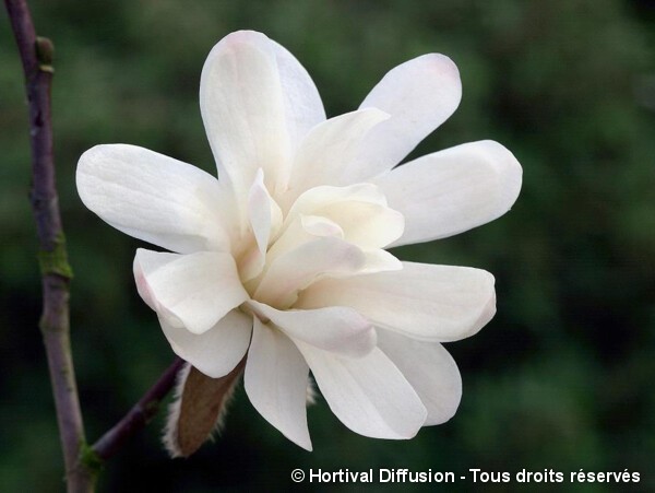 Magnolia étoilé Royal Star, Magnolier