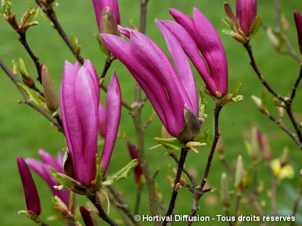 Magnolia Susan, Magnolier