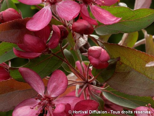 Pommier d'ornement Diable Rouge