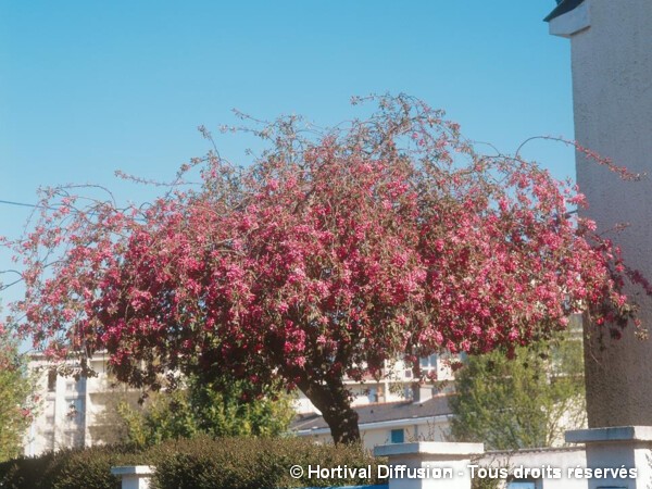 Pommier à fleurs Echtermeyer