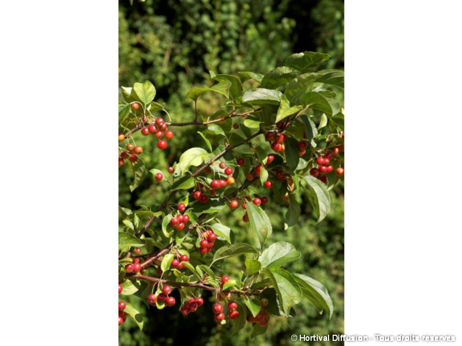 Pommier à fleurs Red Jewel | Silence, ça pousse