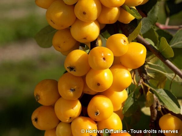 Pommier d'ornement Yellow Siberian