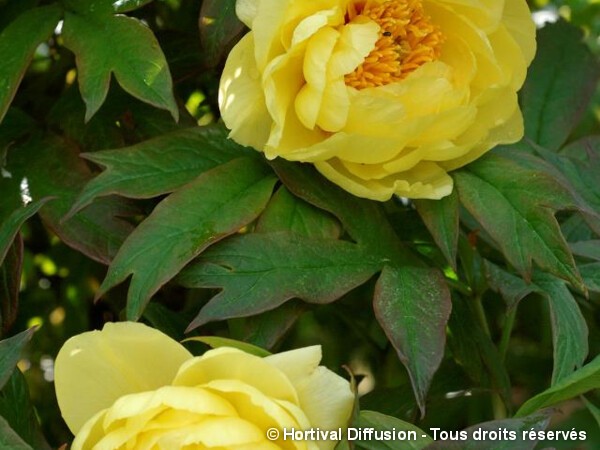 Pivoine arbustive à fleur jaune