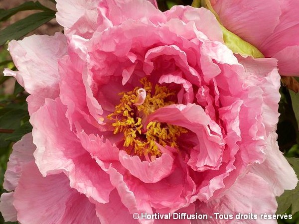 Pivoine arbustive à fleur rose