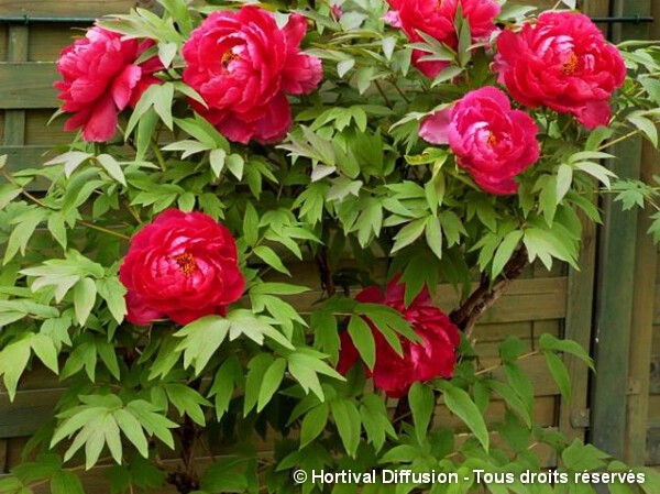 Pivoine arbustive à fleur rouge