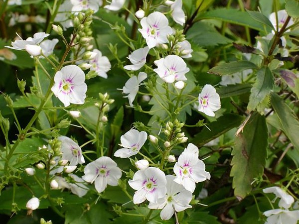 Véronique 'Avalanche' 