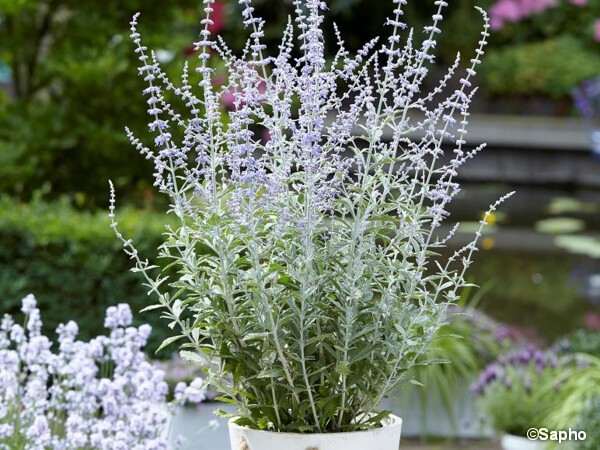 Sauge de Sibérie SILVERY BLUE®, pérovskia