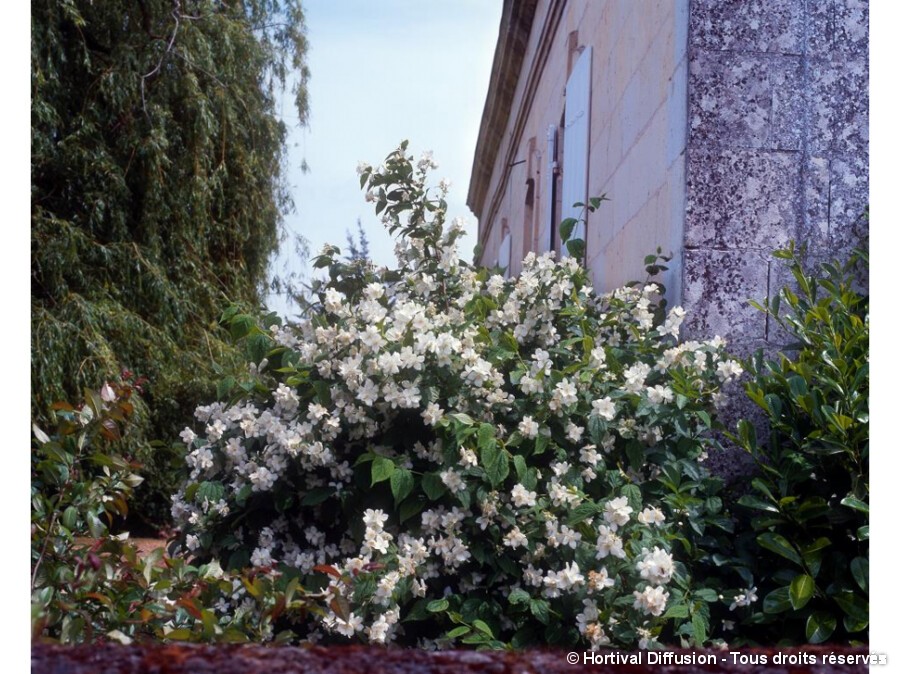 Seringat Des Jardins Silence Ca Pousse