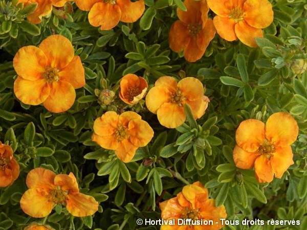 Potentille arbustive Tangerine