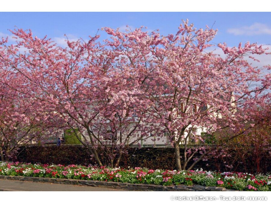 Cerisier A Fleurs Du Japon Accolade Silence Ca Pousse Cerisier A Fleurs Du Japon Accolade Silence Ca Pousse