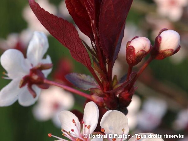 Cerisier des sables, Prunus hybride cistena
