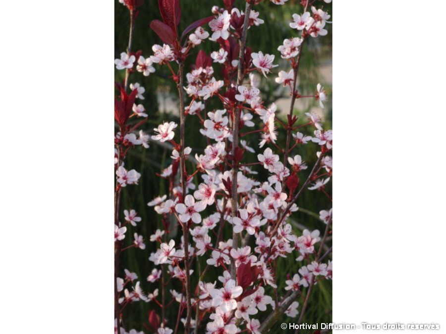 Prunus Cistena | Pépinières Chazottier