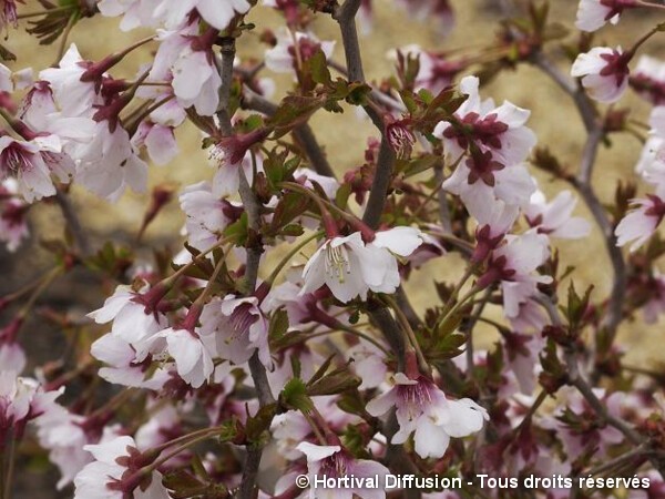 Cerisier à fleurs du Japon Kojo No Mai