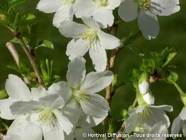 Cerisier à fleurs du Japon Yamadei