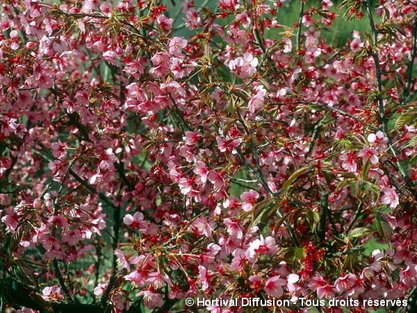 Cerisier à fleurs du Japon Okamé