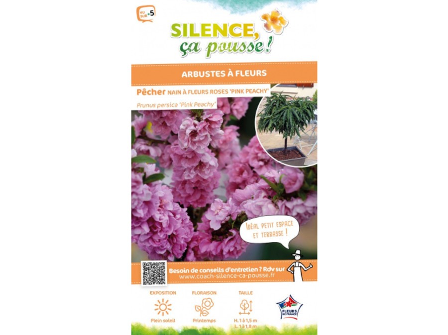 Pêcher nain à fleurs roses Pêcher nain à fleurs roses