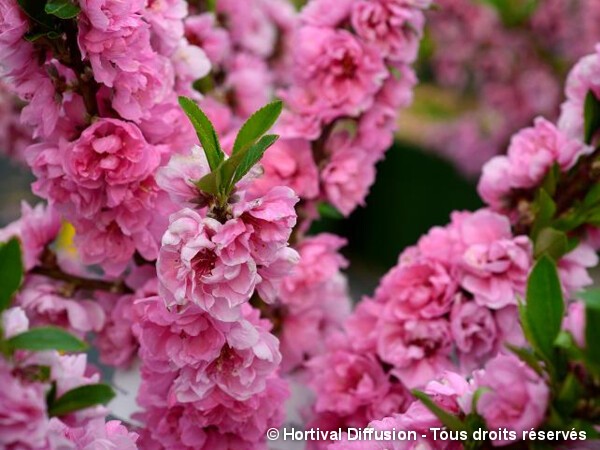 Pêcher nain à fleurs roses