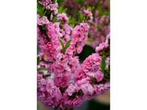 Pêcher nain à fleurs roses Pêcher nain à fleurs roses