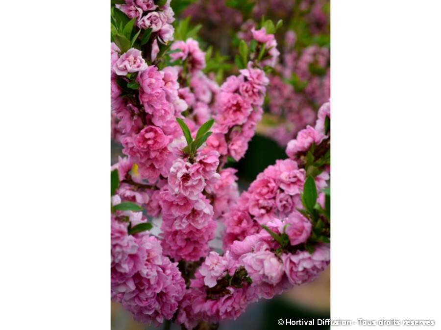 Pêcher nain à fleurs roses Pêcher nain à fleurs roses