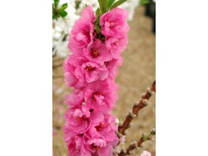 Pêcher nain à fleurs roses Pêcher nain à fleurs roses