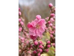 Pêcher nain à fleurs roses Pêcher nain à fleurs roses
