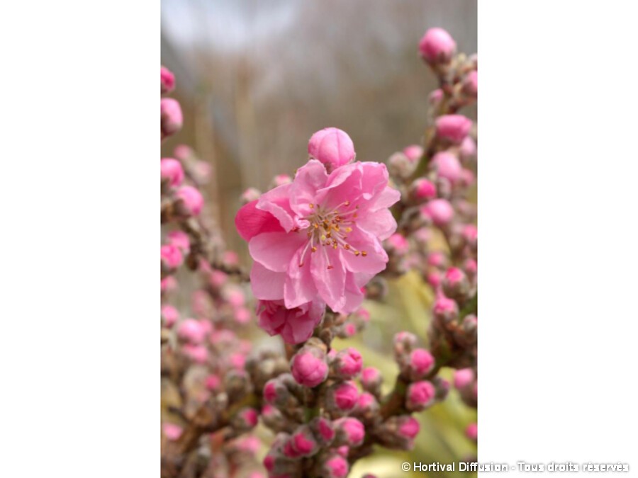 Pêcher nain à fleurs roses Pêcher nain à fleurs roses