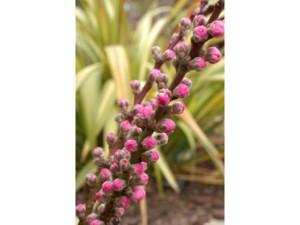 Pêcher nain à fleurs roses Pêcher nain à fleurs roses