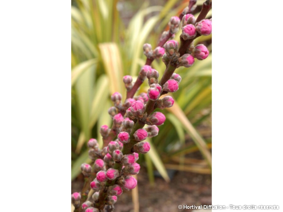 Pêcher nain à fleurs roses Pêcher nain à fleurs roses