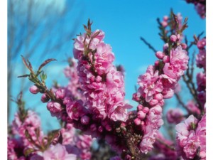 Pêcher nain à fleurs roses Pêcher nain à fleurs roses