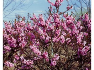 Pêcher nain à fleurs roses Pêcher nain à fleurs roses