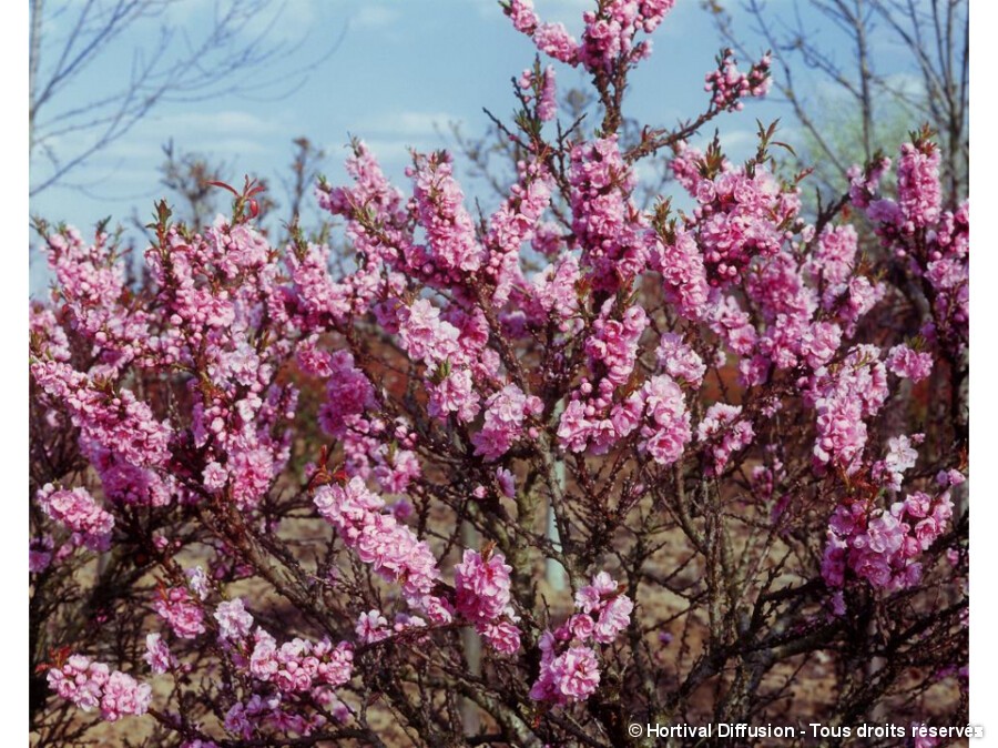 Pêcher nain à fleurs roses Pêcher nain à fleurs roses