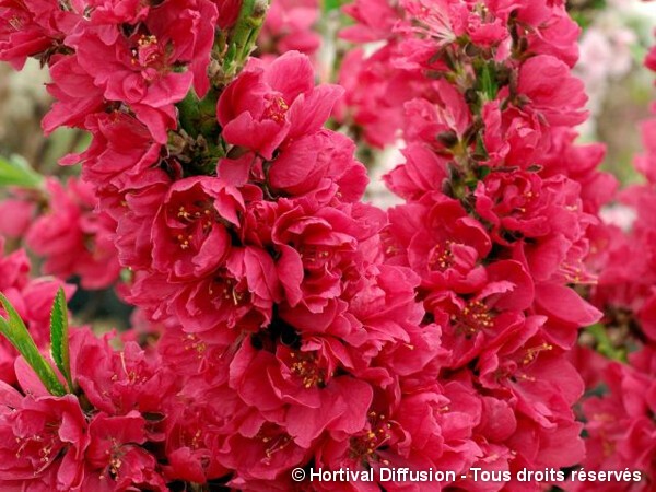 Pêcher nain à fleurs rouges