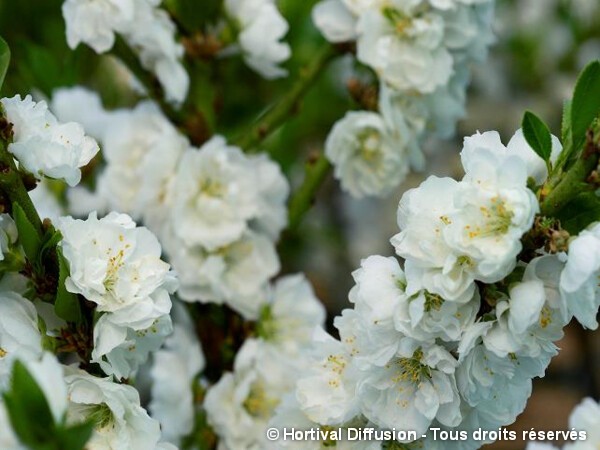 Pêcher nain à fleurs blanches