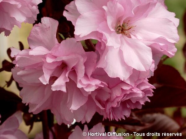 Cerisier des collines du Japon Royal Burgundy