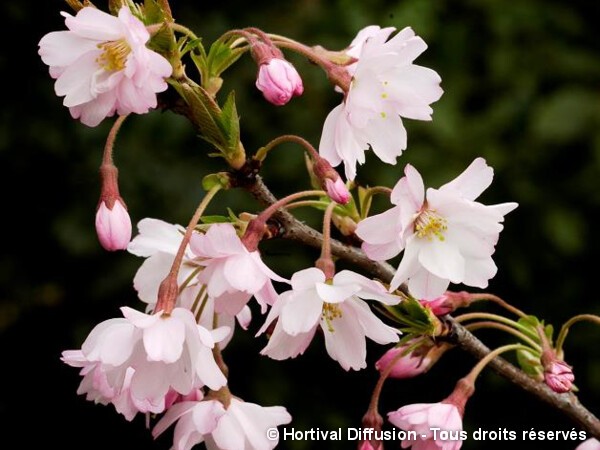 Cerisier d'hiver du Japon Autumnalis Rosea