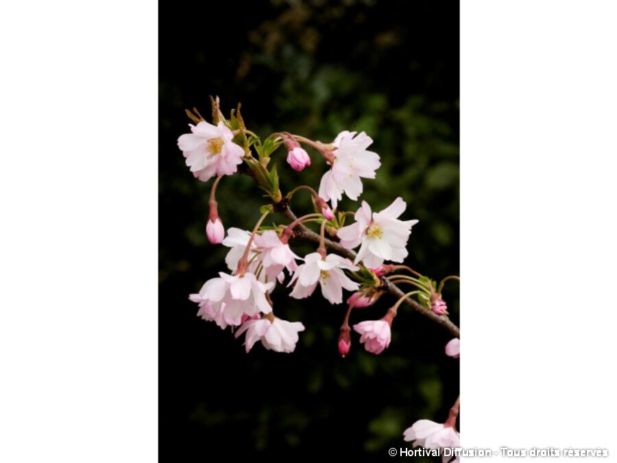Cerisier D Hiver Du Japon Autumnalis Rosea