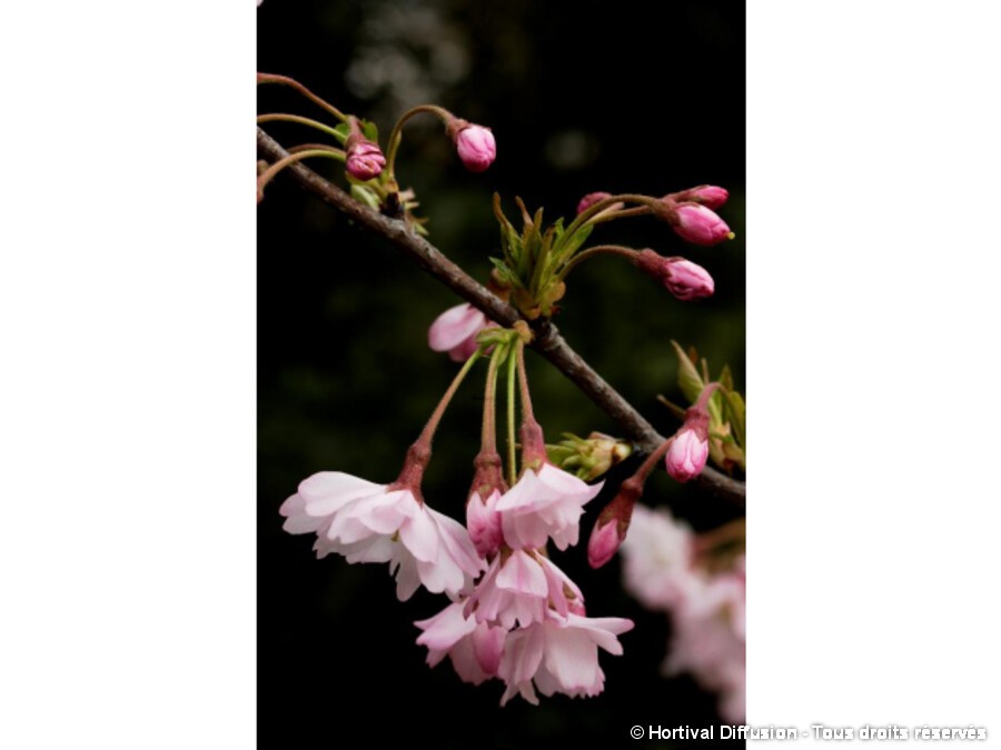 Cerisier D Hiver Du Japon Autumnalis Rosea