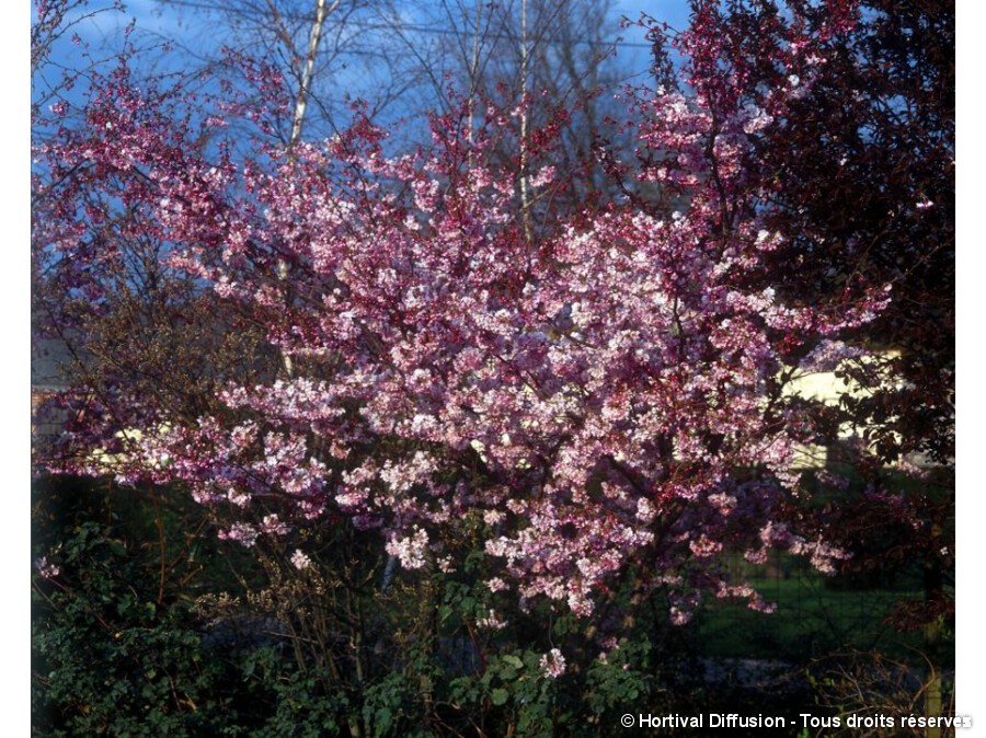 Cerisier D Hiver Du Japon Autumnalis Rosea