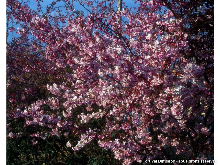 Cerisier D Hiver Du Japon Autumnalis Rosea
